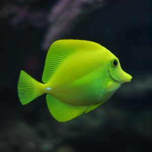 Akvaristika