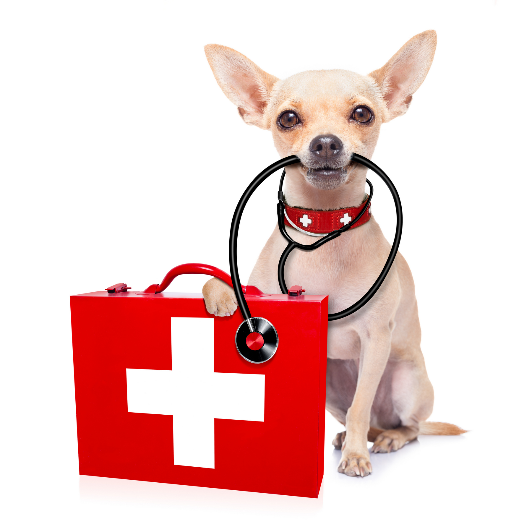 Pitajte veterinara