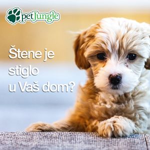 Šta treba da znate pre nego što nabavite štene? 