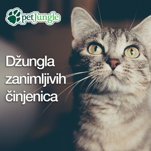 Džungla zanimljivh činjenica o mačkama