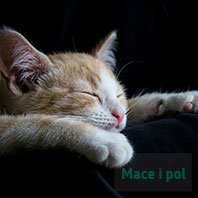 Kako odrediti pol kod malih mačića