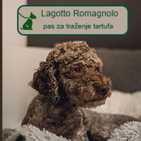 Lagoto Romanjolo