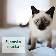 Sijamska mačka